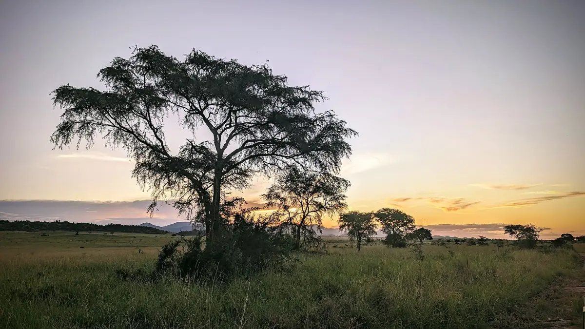 Acacia tree silhouetted against a pink evening sky on the savanna