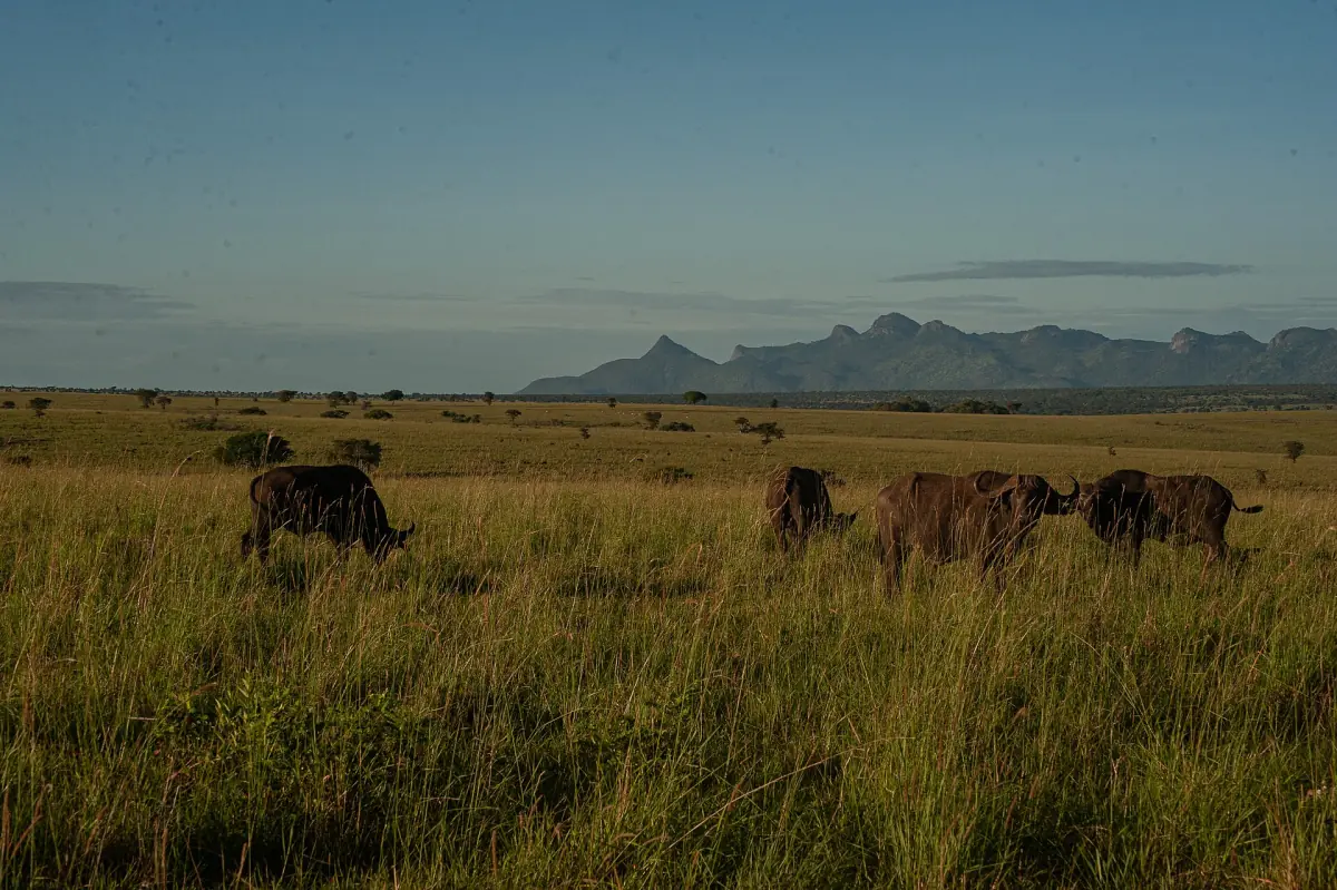 Buffalo grazing in tall grass below a distant mountain range