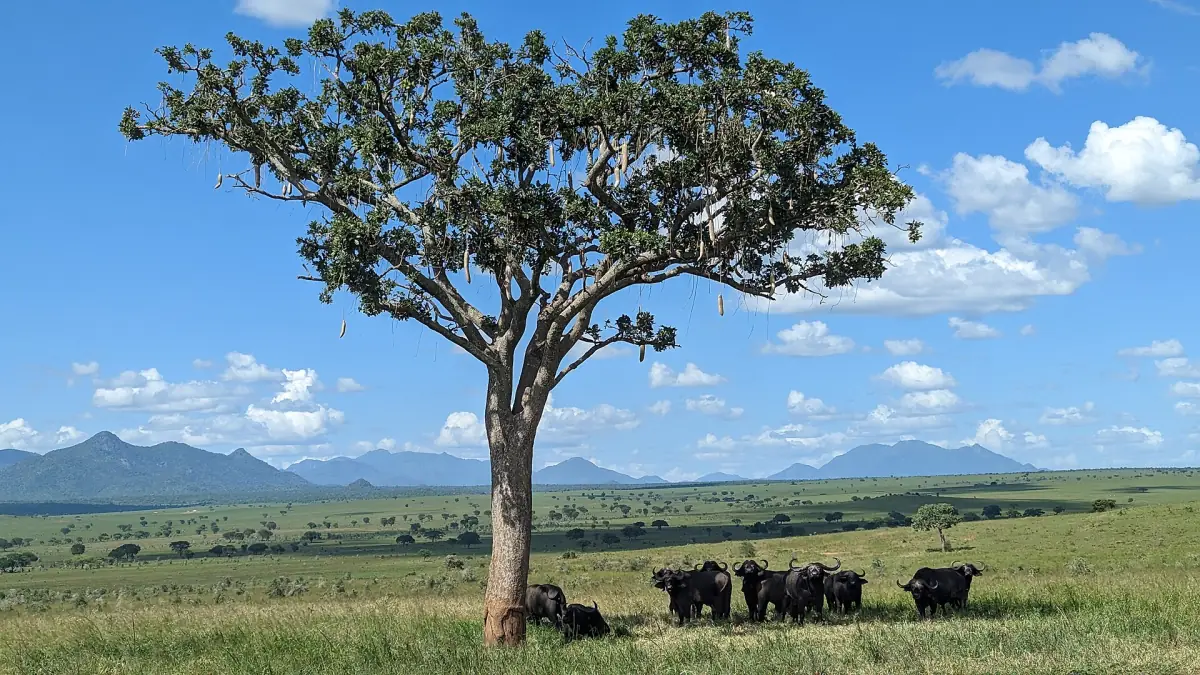 Buffalo herd resting under a lone tree on the Kidepo plains with mountains behind