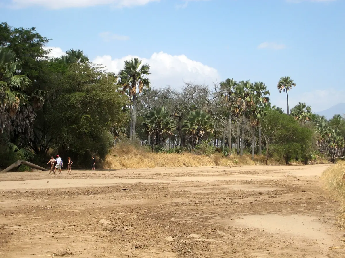 Sandy dry riverbed lined with palm trees in Kidepo Valley National Park