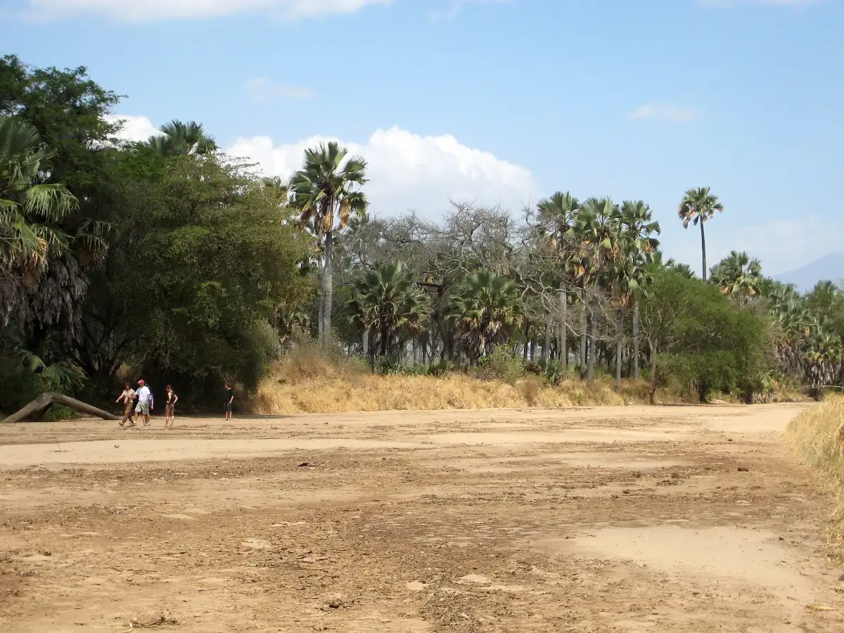 Zandige, droge rivierbedding met palmbomen langs de oevers in Kidepo Valley National Park
