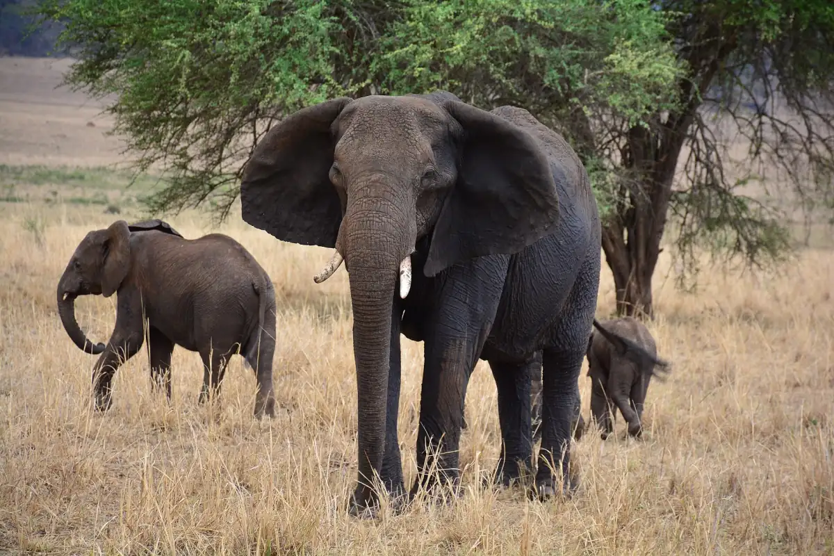 Volwassen olifant met jong onder een acacia op droog gras