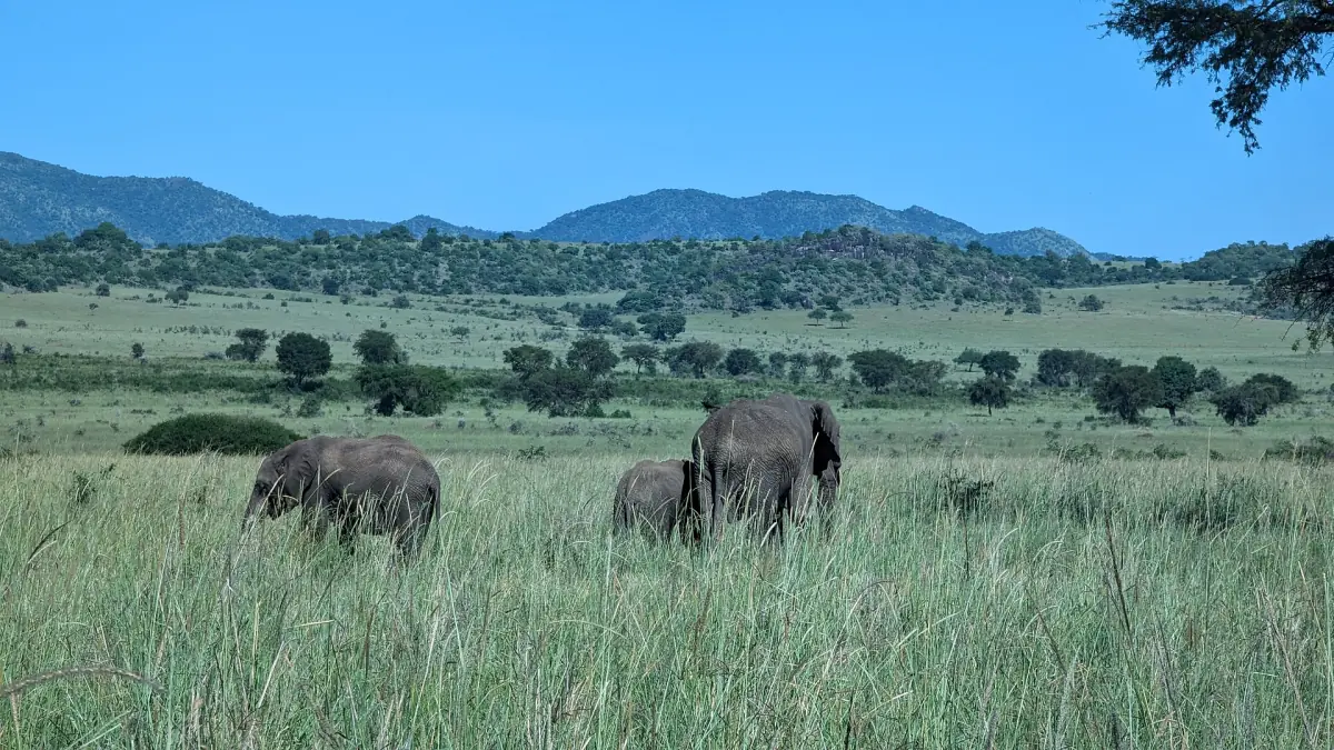 Elephants walking through tall green grass with hills behind