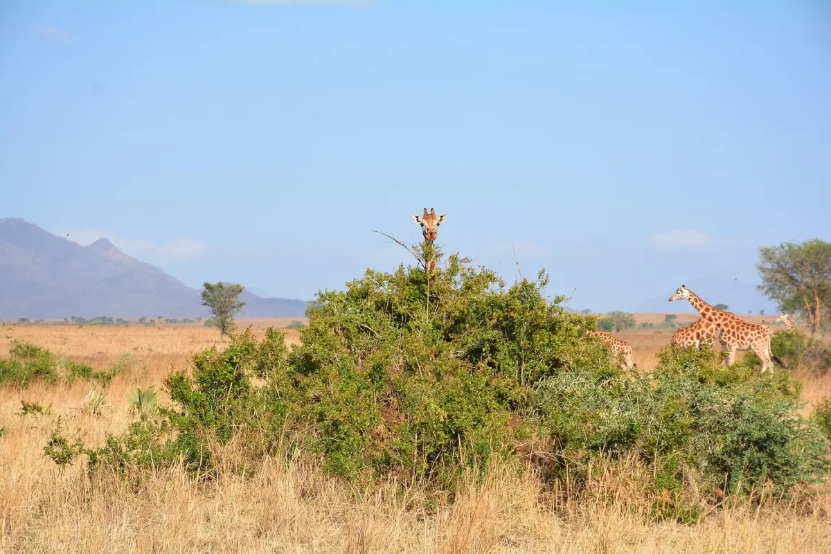 Giraffe peering over a shrub with mountains in the background