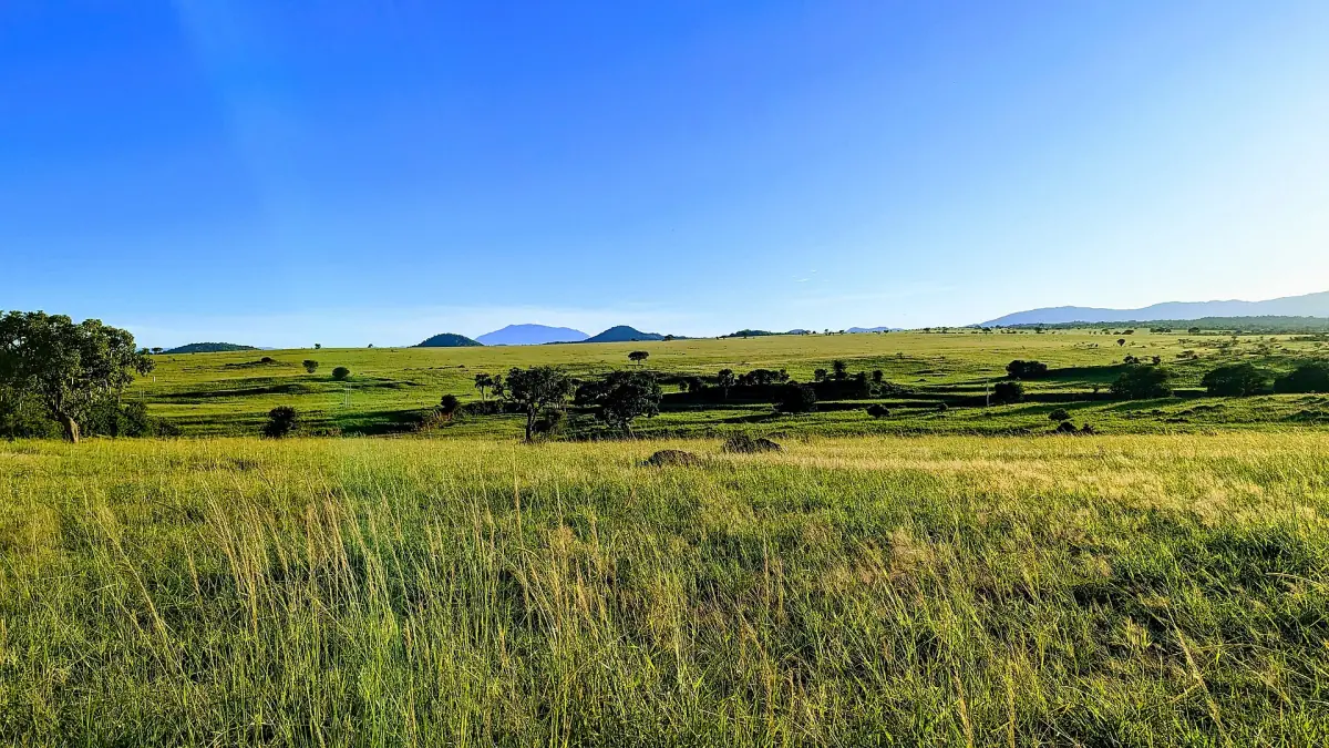 Green grassland under a blue sky with scattered trees in Kidepo Valley
