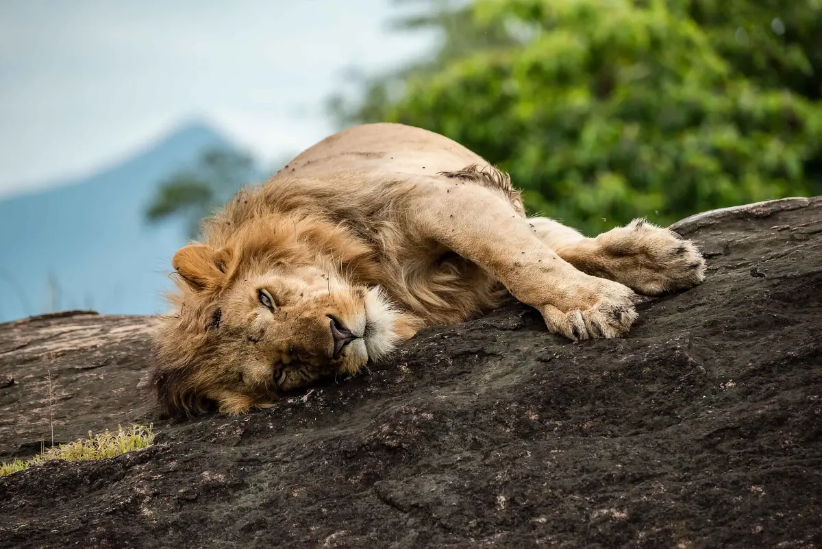 Male lion lying relaxed on a dark granite boulder
