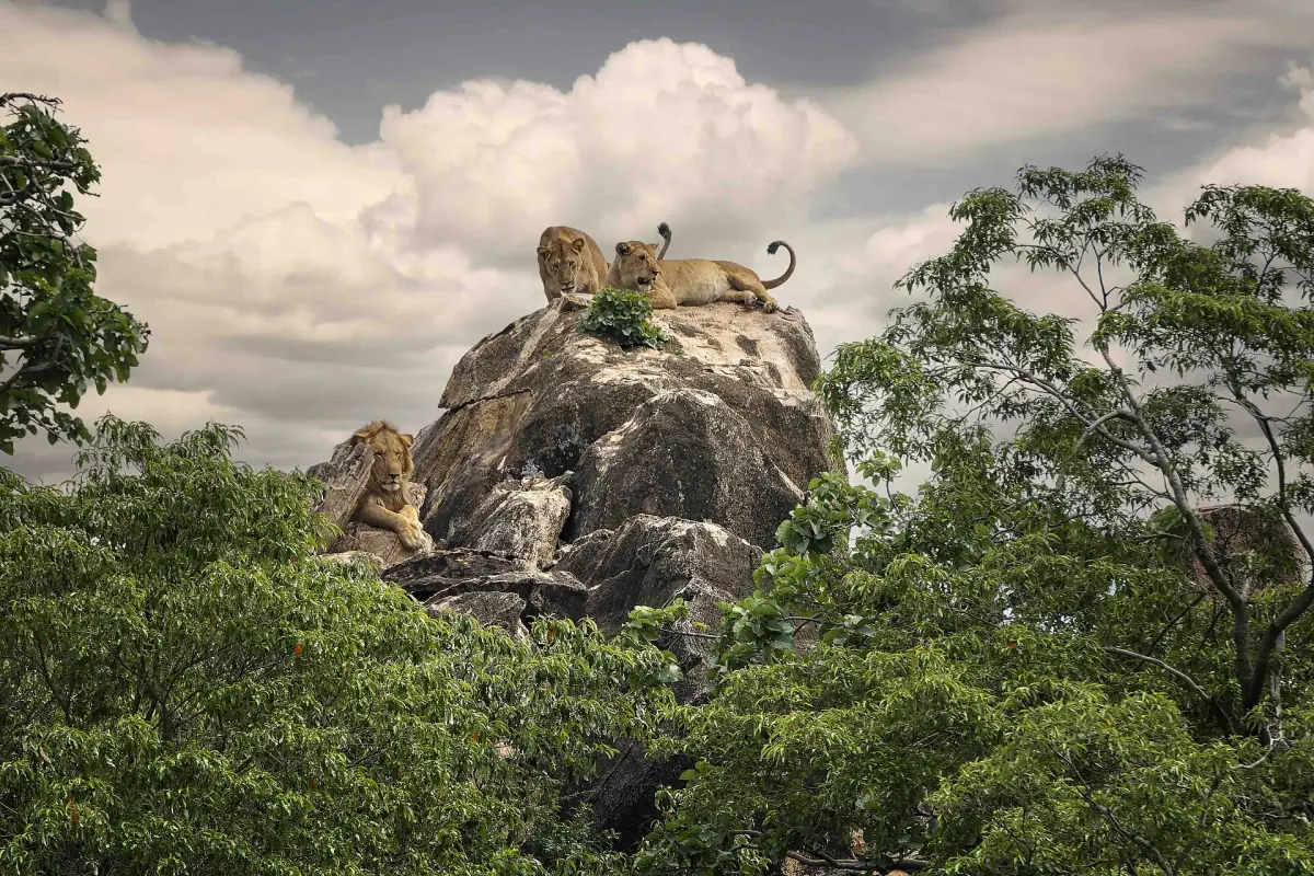 Lions resting on a rocky outcrop above the trees
