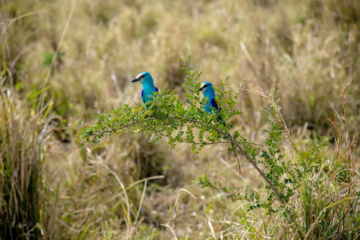 Two Abyssinian rollers perched on a branch in dry grass