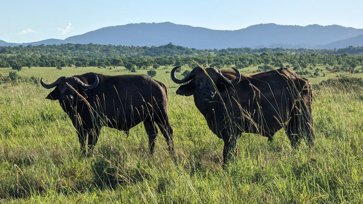 Two buffalo bulls standing in green grass with mountains behind