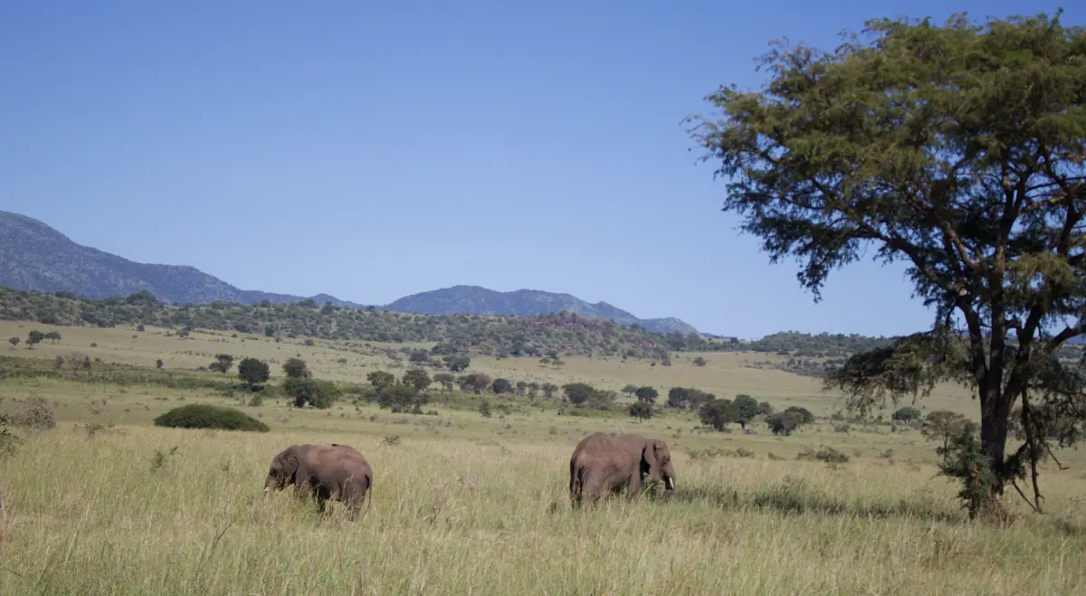 Two elephants grazing on the plain beneath a large acacia