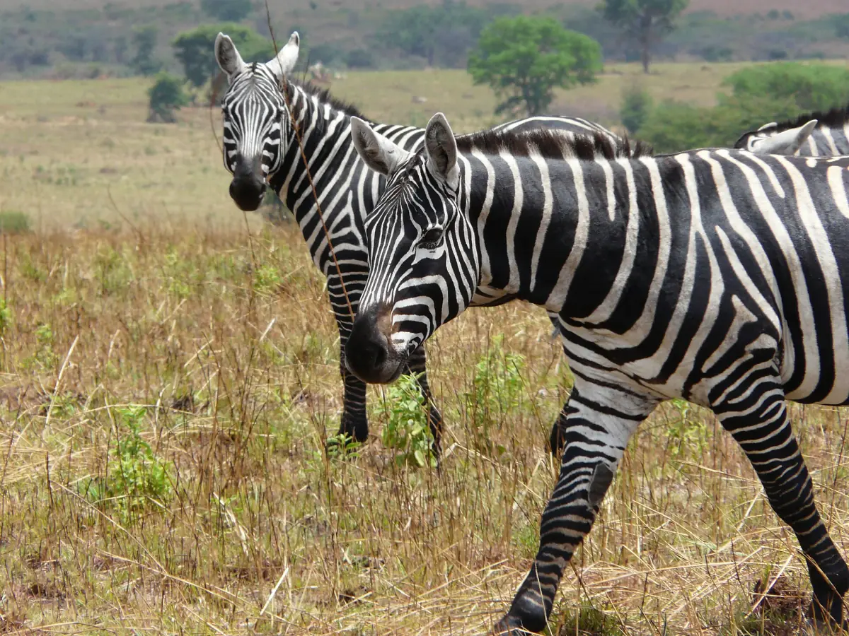 Two zebras standing close together looking toward the camera