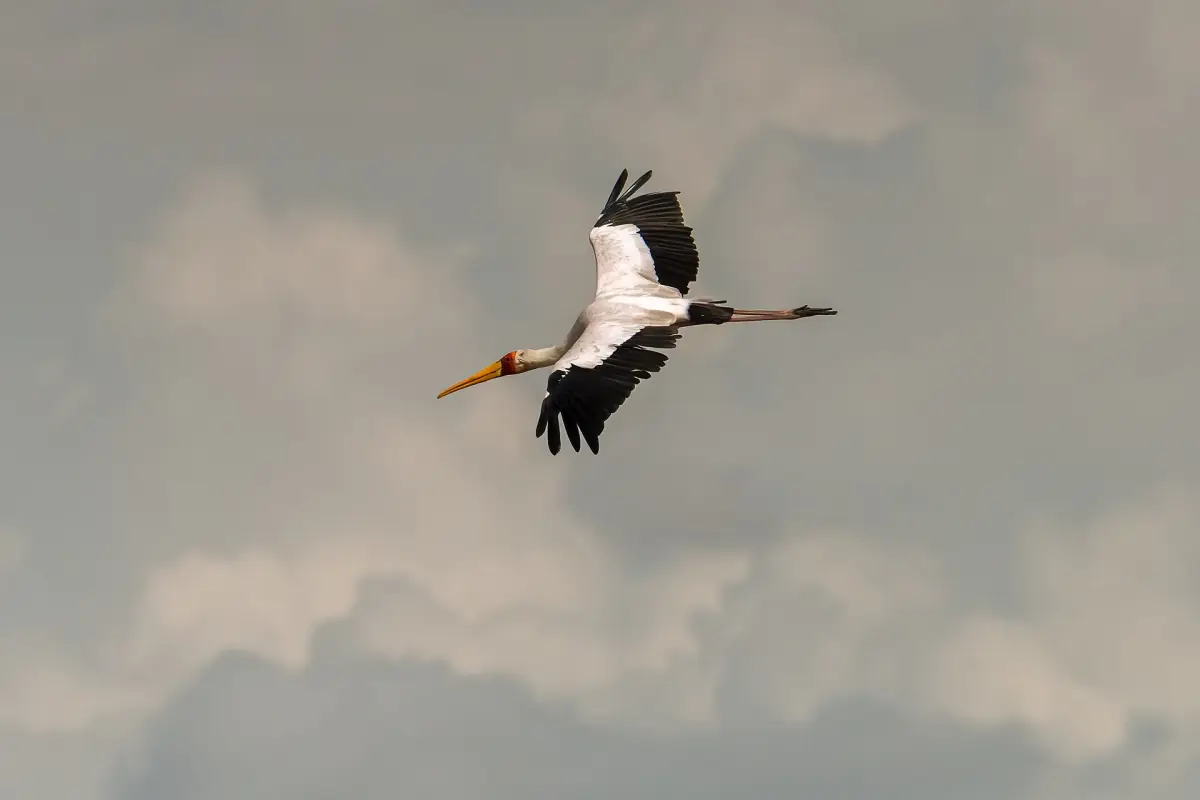 Yellow-billed stork flying against a cloudy sky