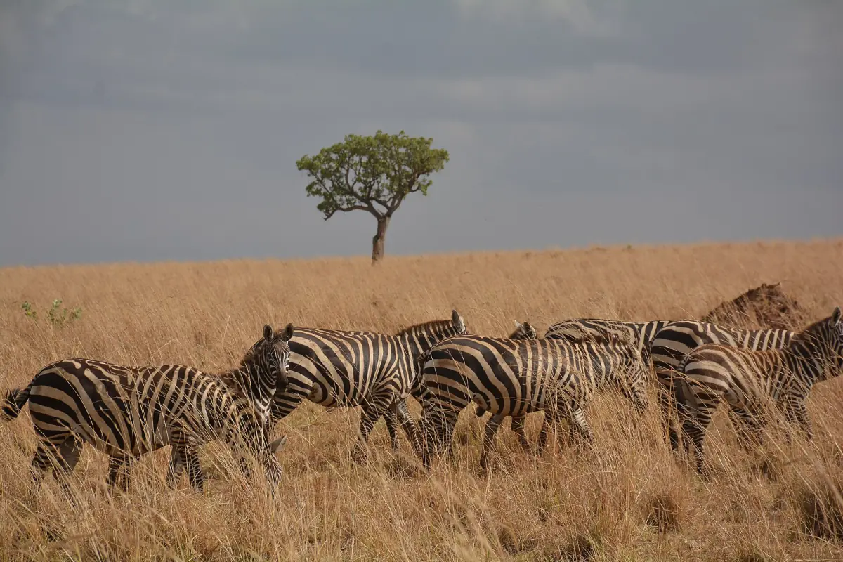 Herd of zebras on the savanna beneath a lone acacia